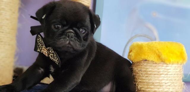 Pug Pretinha Linda 50 dias
