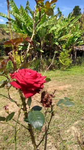 Granja em Humaitá - Foto 4