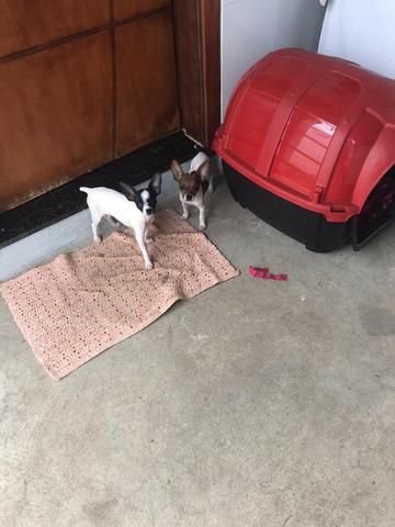 Pinscher Filhotes
