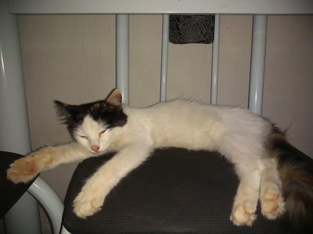 Gata feminina