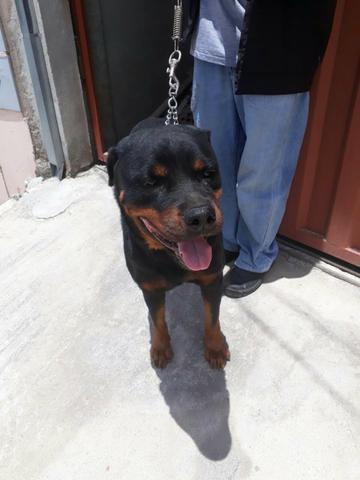 Rottweiler - Foto 4