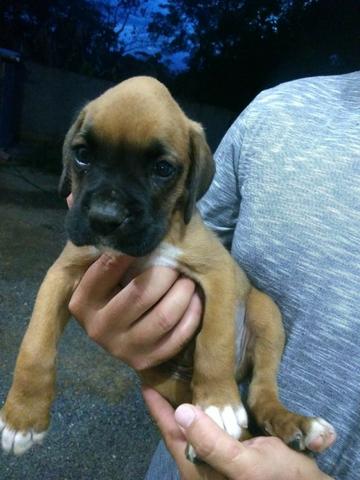 Filhotes de Boxer - Foto 6