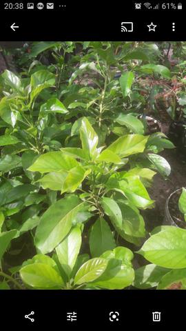Plantas enxertadas de várias espécies - Foto 3