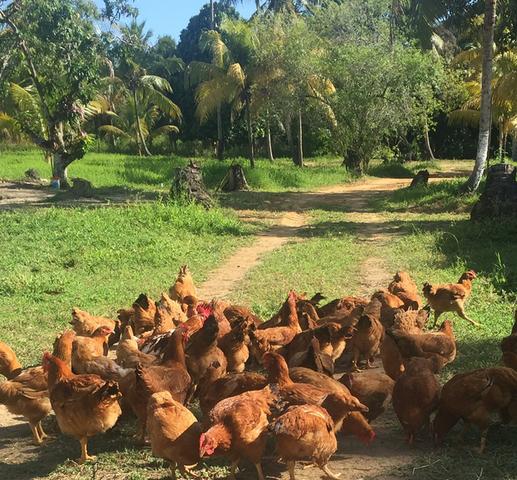 Ovos caipira ( orgânico ) - Foto 3