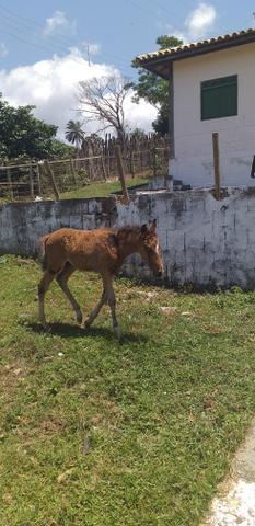 Vendo égua de picado com potro - Foto 3