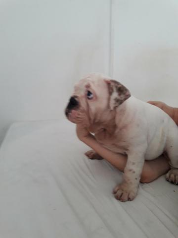 Bulldog Inglês - Foto 2