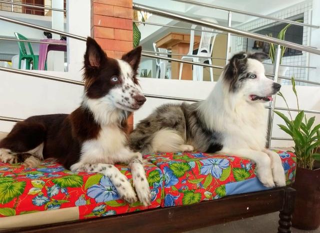 Filhotes de Border Collie com Pedigree - RESERVA - Foto 3