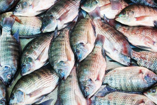 Peixe Tilápia - Foto 4