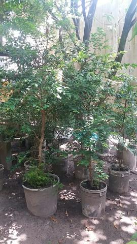 Jabuticaba - Foto 5