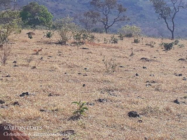 Fazenda Cultura entre Goiás e Mossamedes! - Foto 15