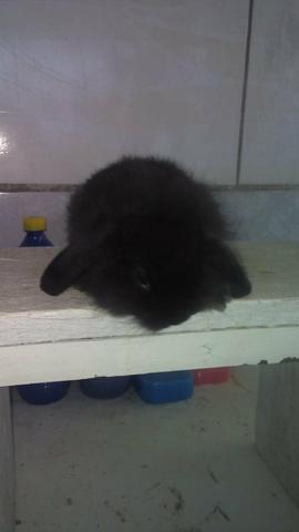 Coelhos - Foto 3