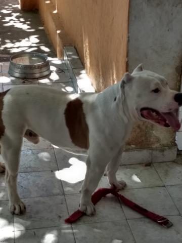 American Bully pocket - Foto 5