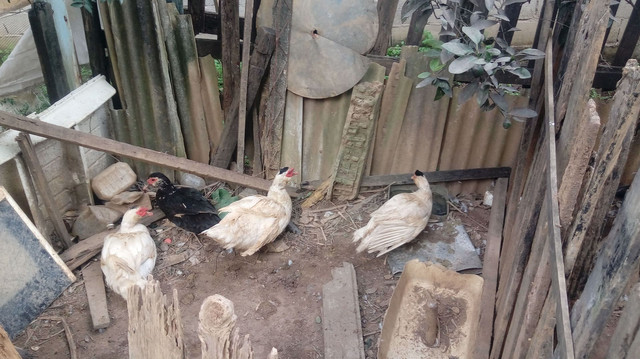 Vende-se patos