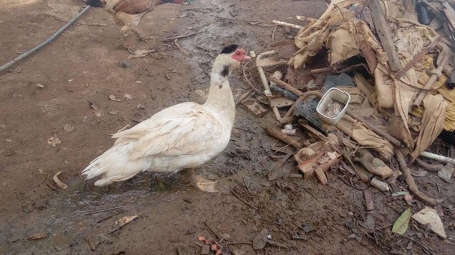 Vende-se patos - Foto 5