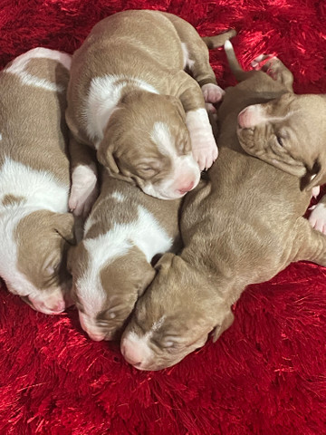 Filhotes de Pit Bull - Foto 5