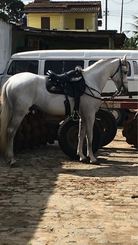 Vendo  este cavalo 