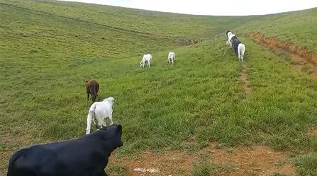 Fazenda em Amaraji/PE à Venda - Foto 4