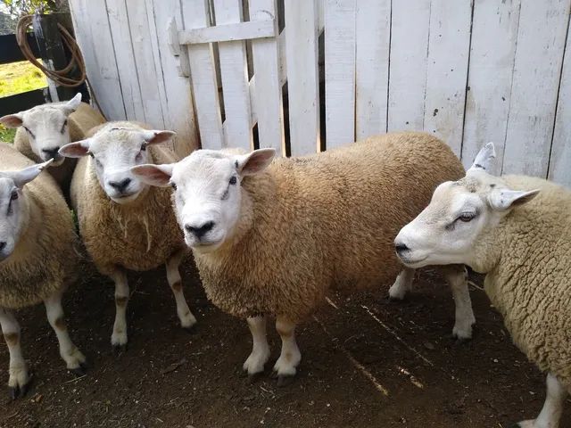 Vende-se Reprodutores, ovelhas e Consultoria e projetos - Foto 2