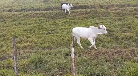 Fazenda em Amaraji/PE à Venda - Foto 3