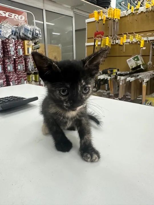 Gatinha Fofa para Adoção