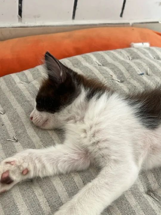 Gatinhos para doação  - Foto 5