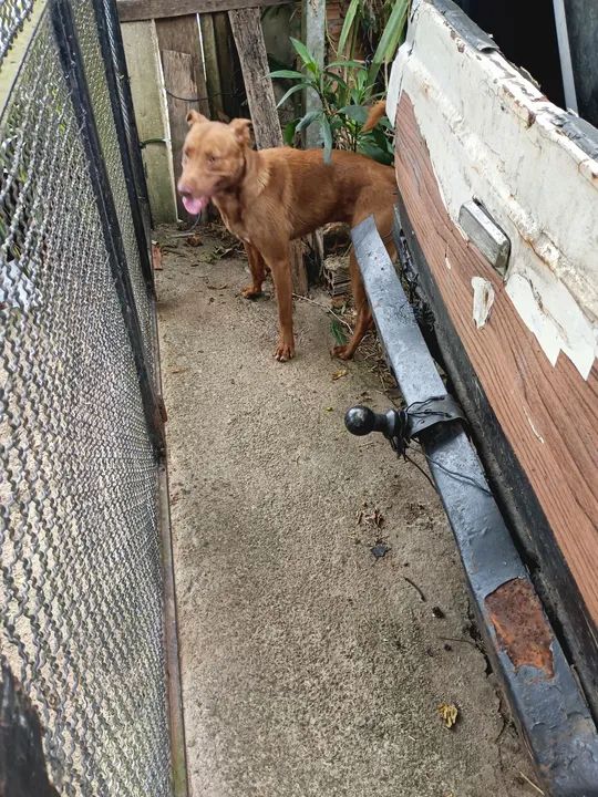 Cachorro caramelo para adoção - Foto 2