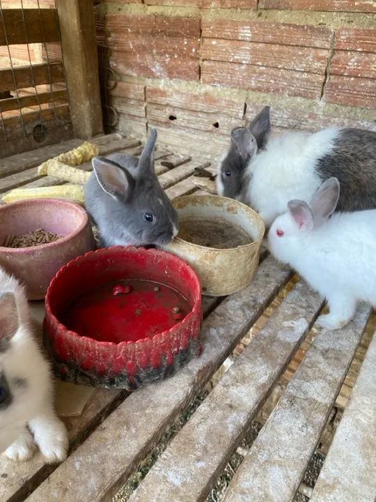 Coelhinho Branco e Cinza - Foto 5