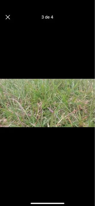 Sementes de grama Pensacola  - Foto 3