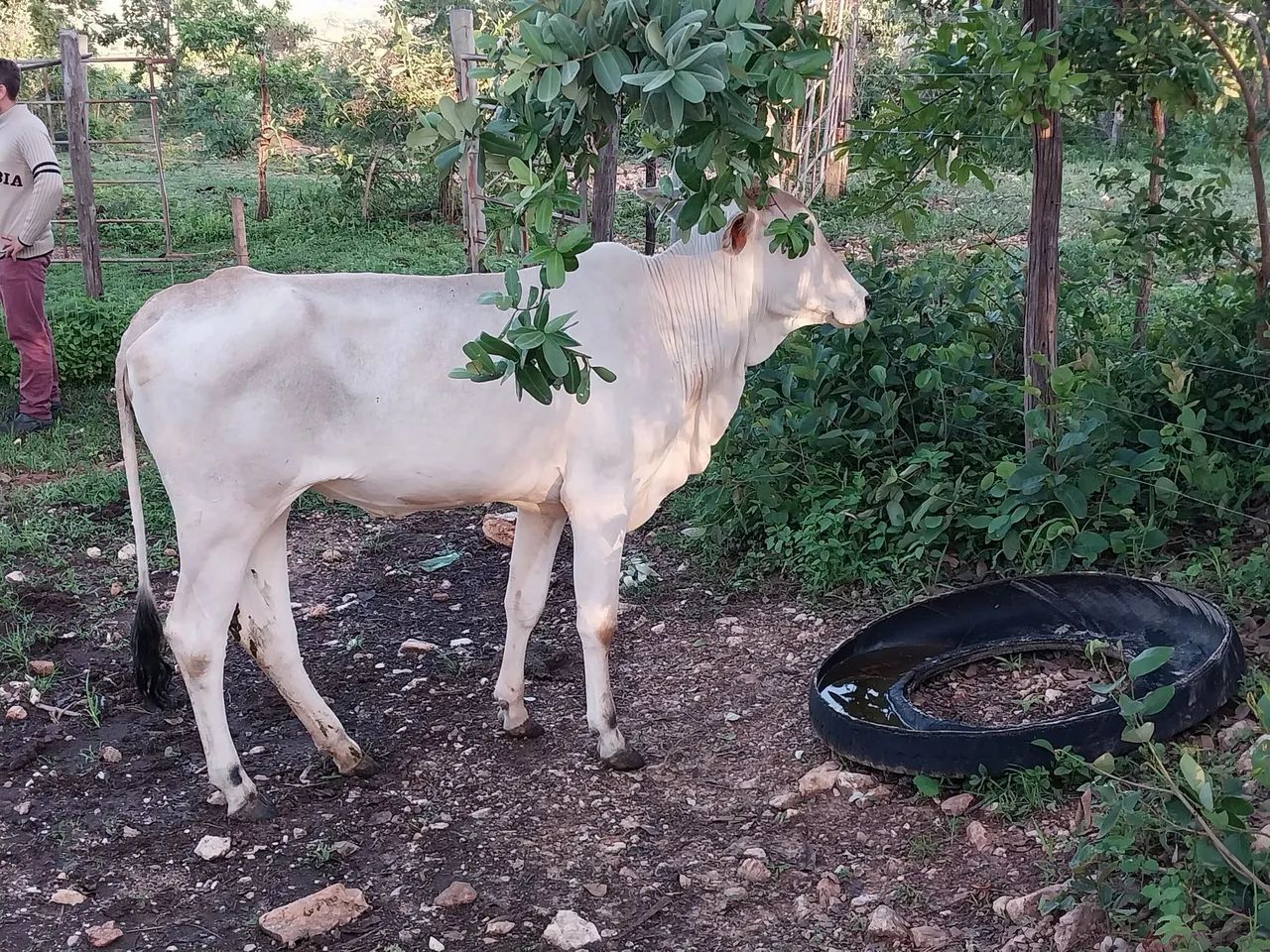 Novilhas / vacas/ cavalo - Foto 4