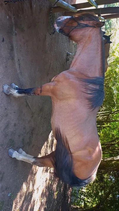 Gateado venda ou brique - Foto 3