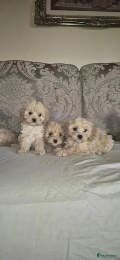 Poodle Toy red,preto ou champanhe disponíveis 