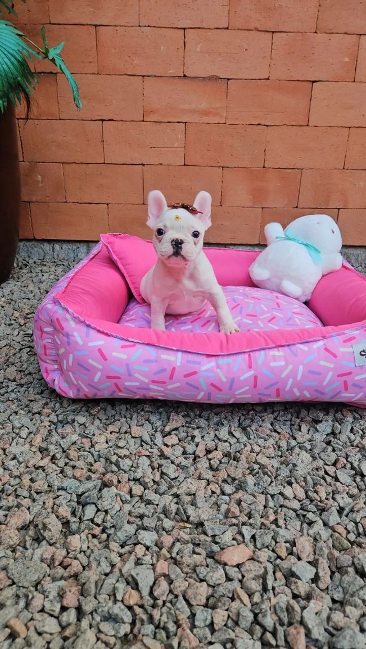 Bulldog francês,  macho e fêmea, preto, branco e tigrado. Criação responsável. Em até 12x - Foto 2