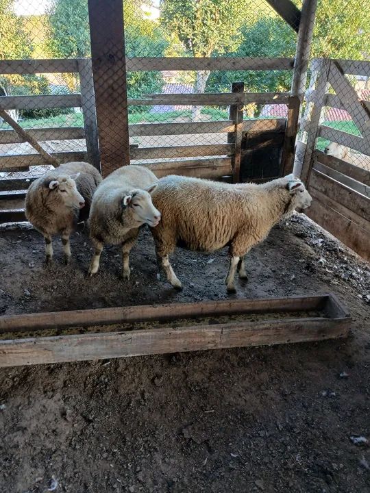 Três borregas avenda - Foto 2