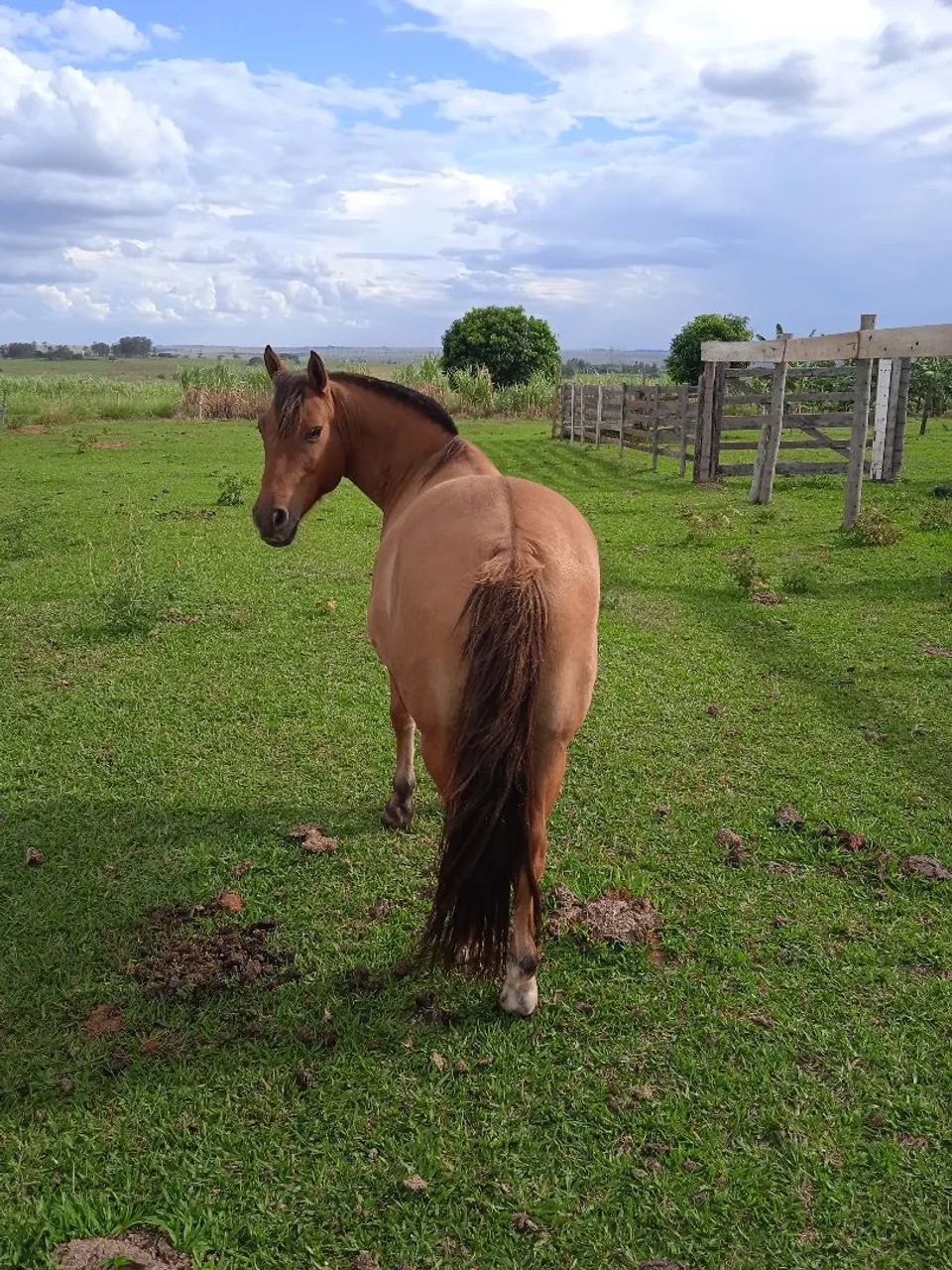 Cavalo para agropecuária - Foto 4