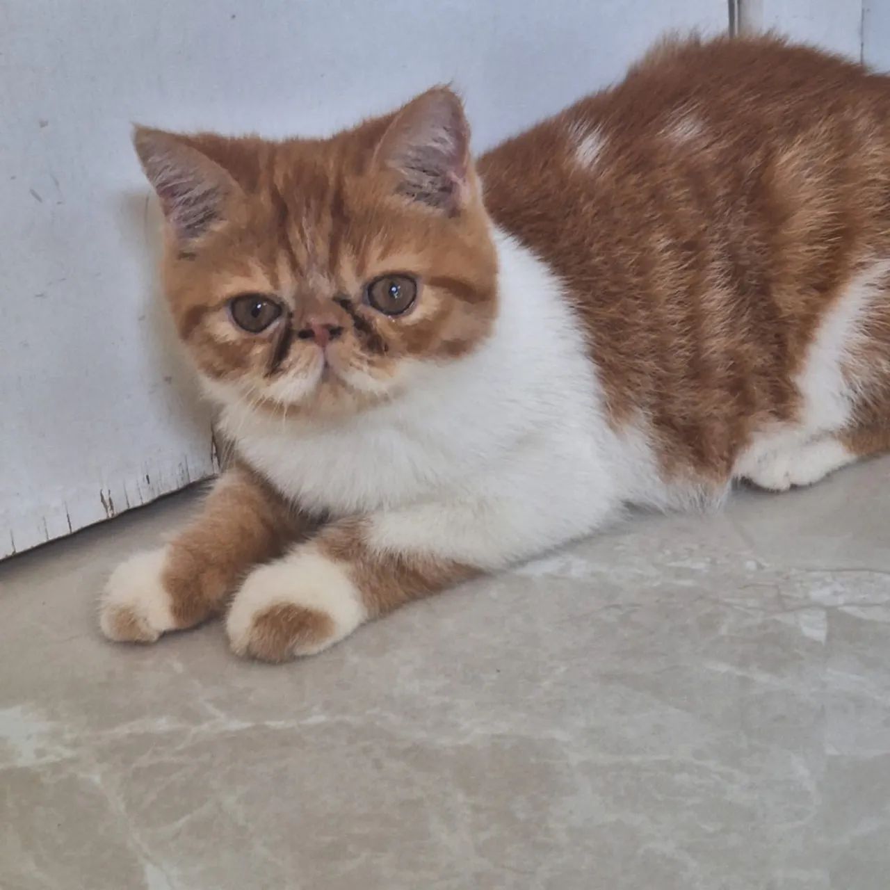 Gatinhos Persa pedigree  - Foto 6