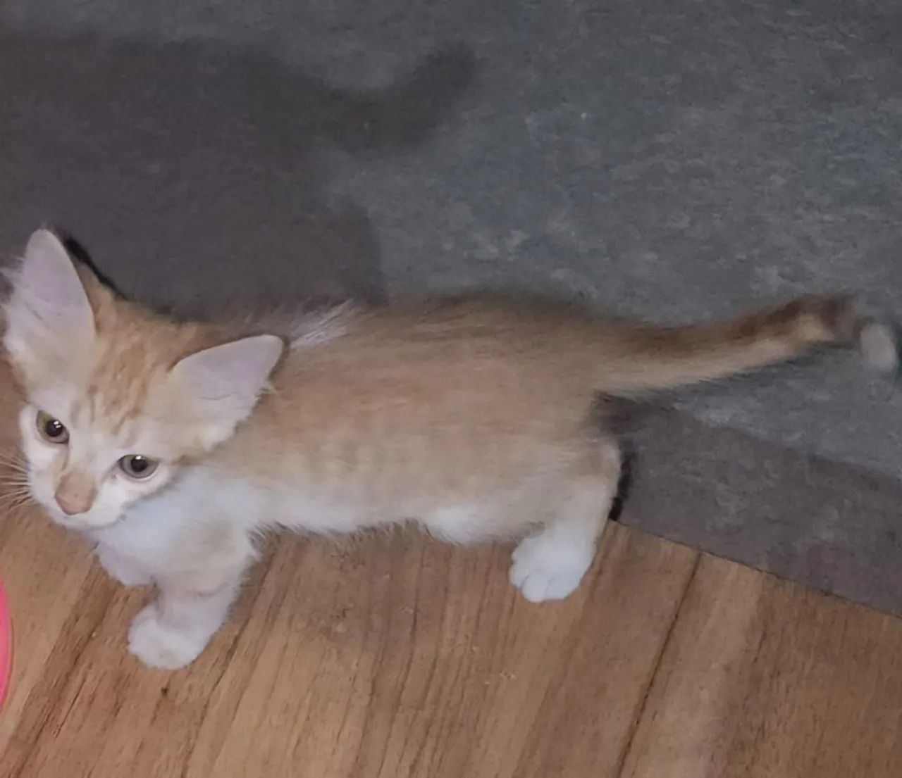 Filhotes de gatos 4 machos e 1 femea (2 meses) para adoção.  - Foto 3