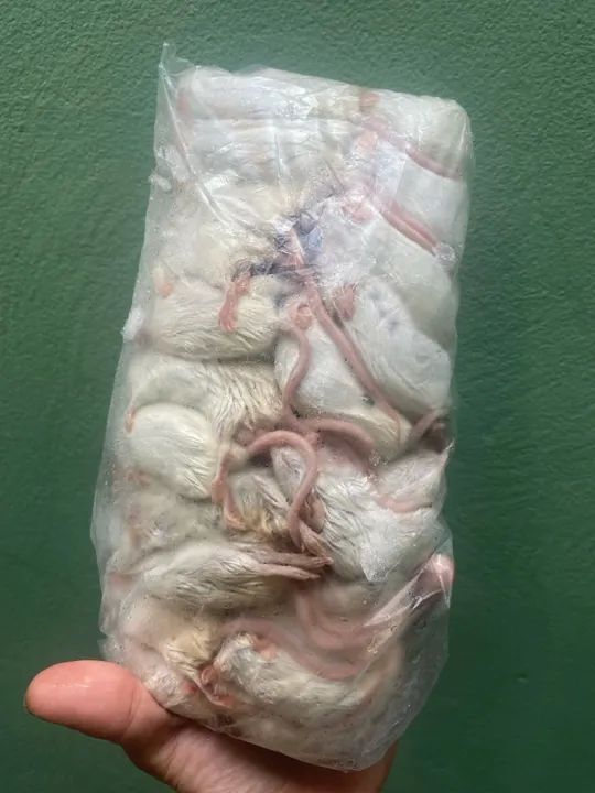 Camundongo adulto - Alimento vivo - Alimentação para pets não convencionais 