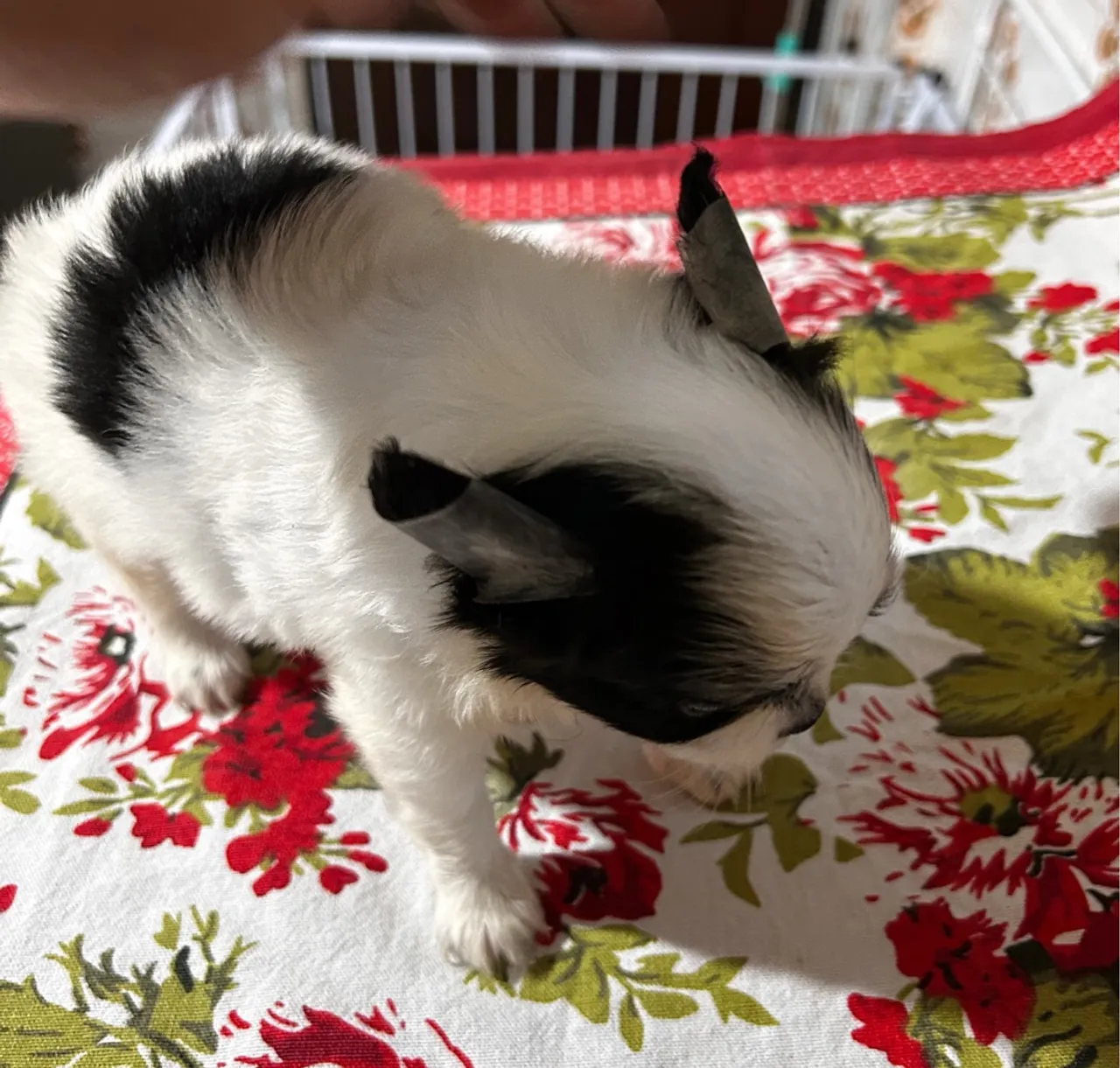 Chihuahua alto padrão!