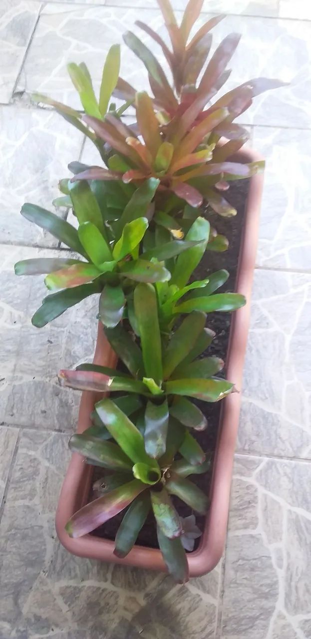 Bromélias Rubi - Foto 2