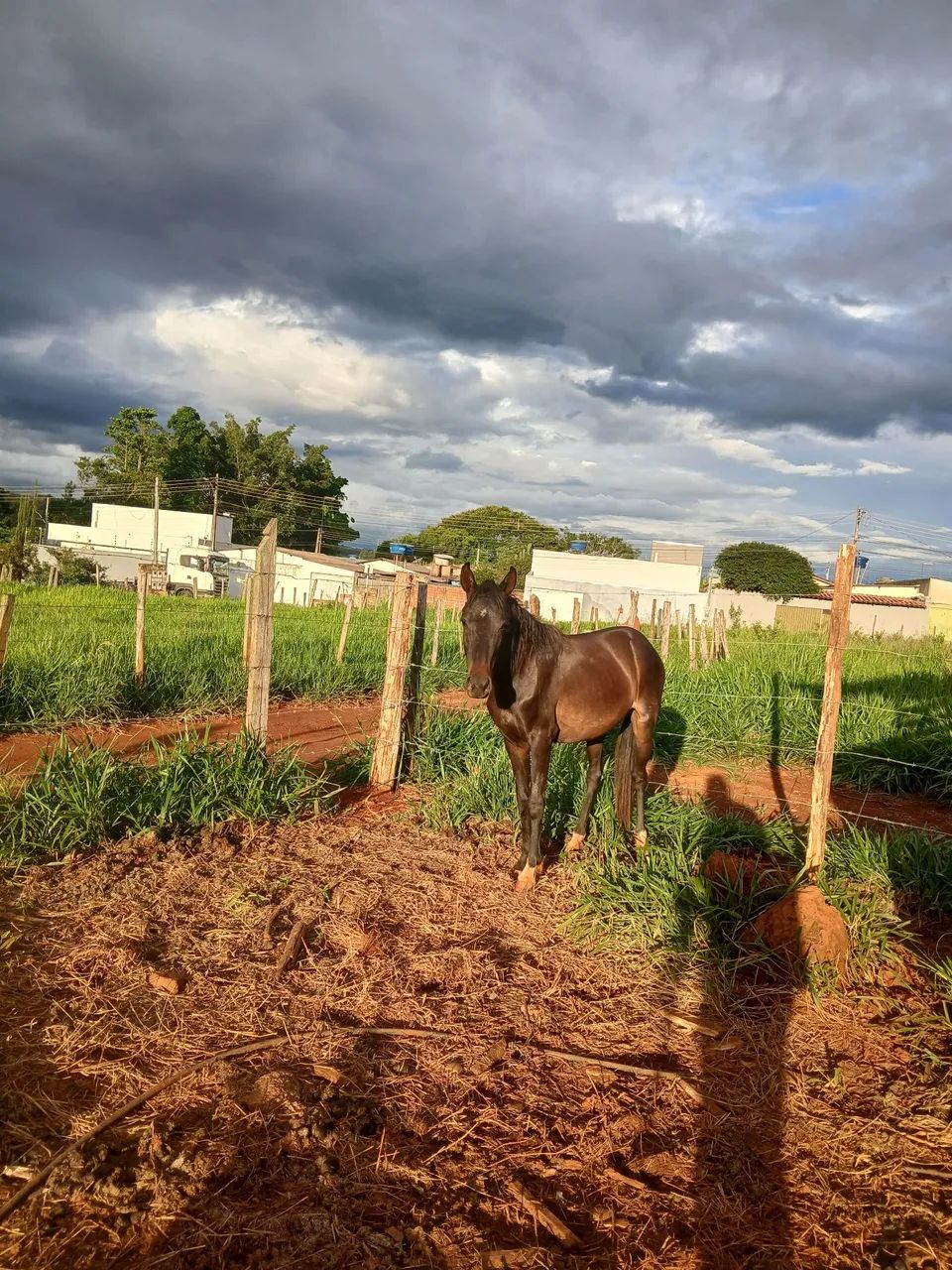 Vende se egua MM  - Foto 4