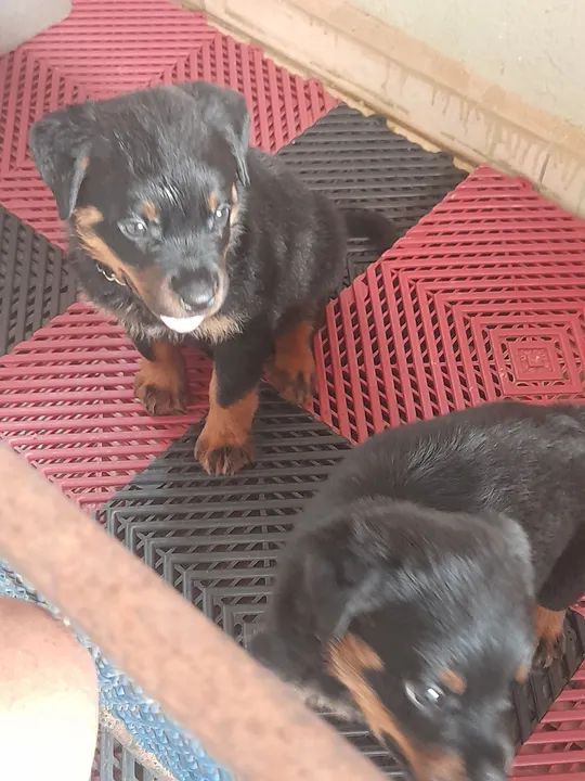 Dois filhotes de Rottweiler