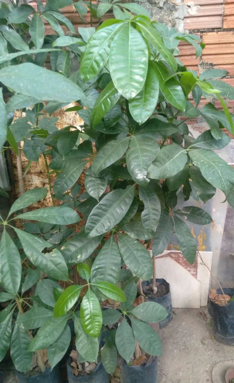 Muda de mogumba - Foto 2