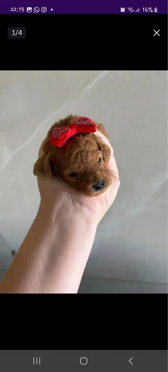 Poodle Mini Toy Red macho - Fêmea