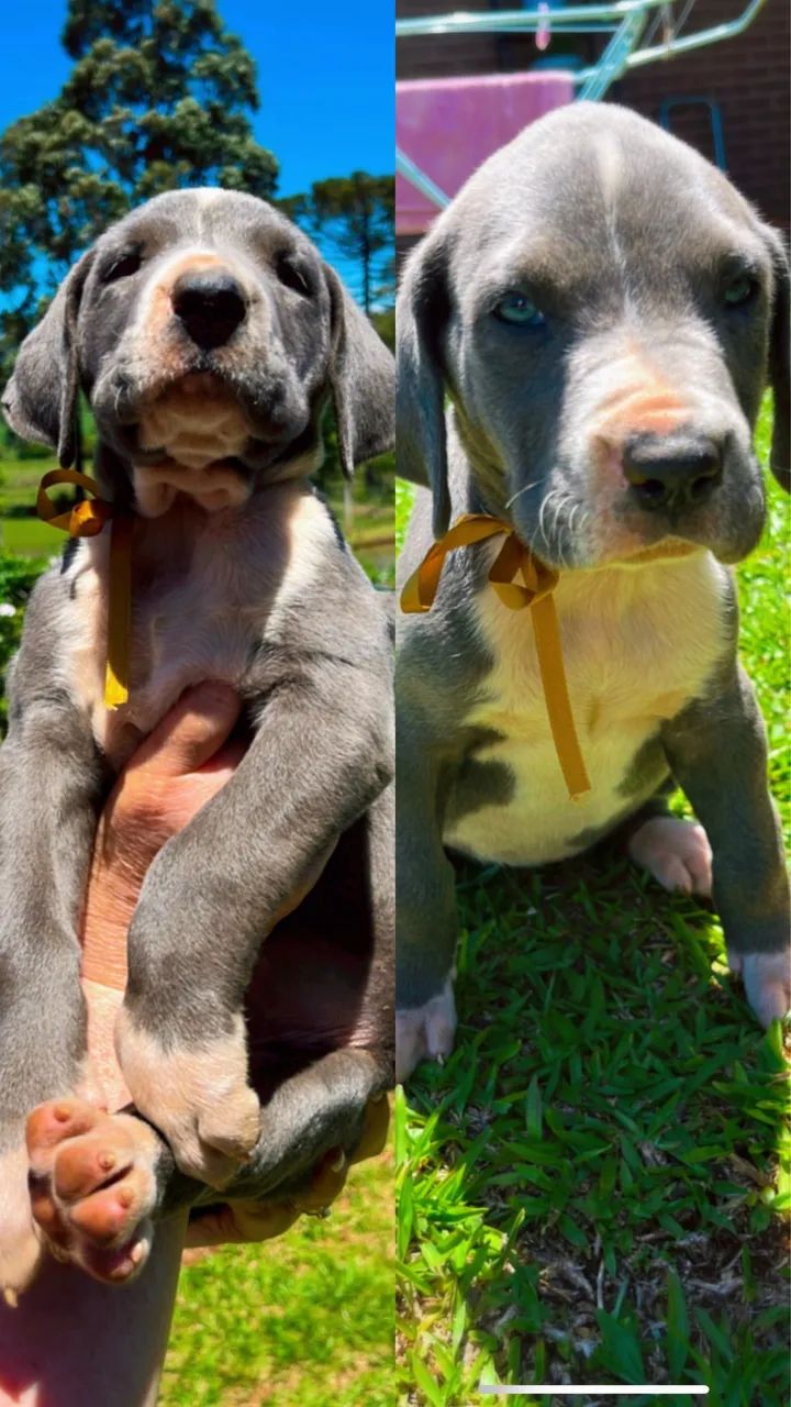 Filhotes Dogue Alemão  - Foto 2