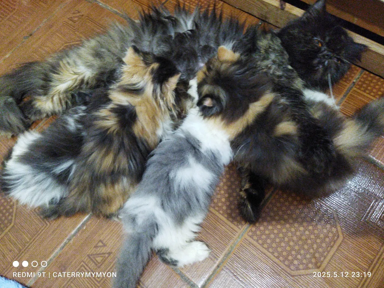 Gatinhos fofinhos para adoção