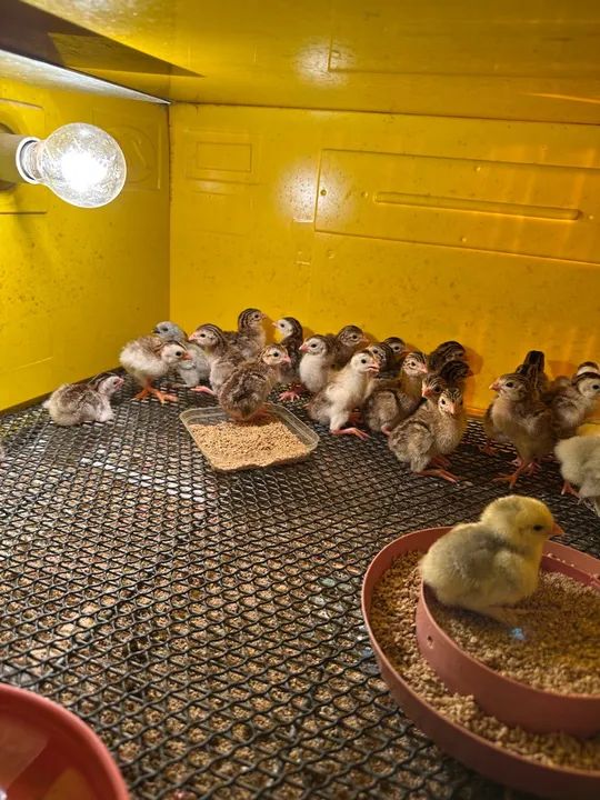 Angolinhas de 7 dias vacinadas - Foto 2