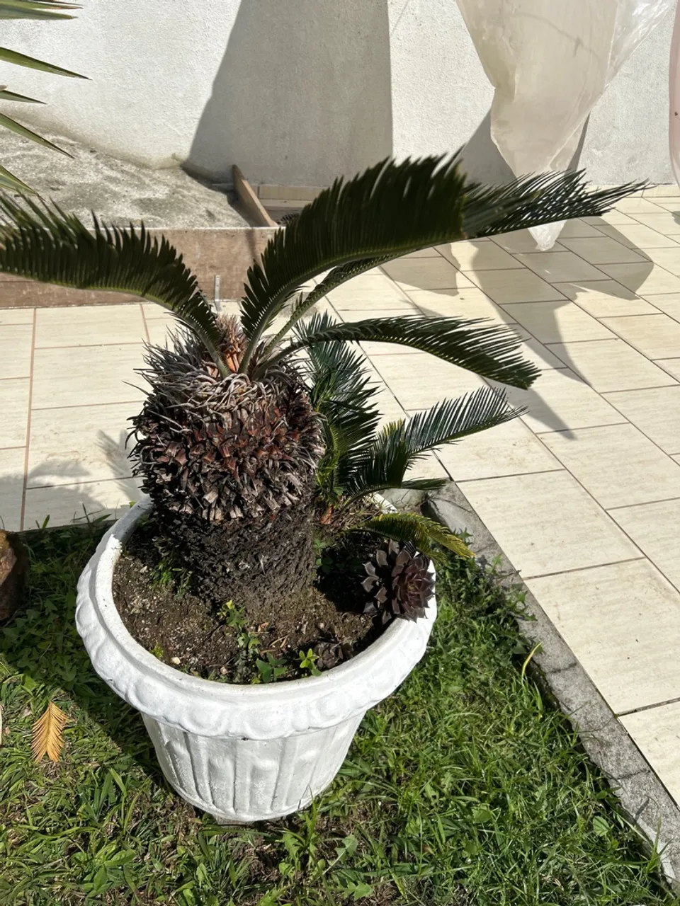 Palmeira Cica em Vaso Decorativo