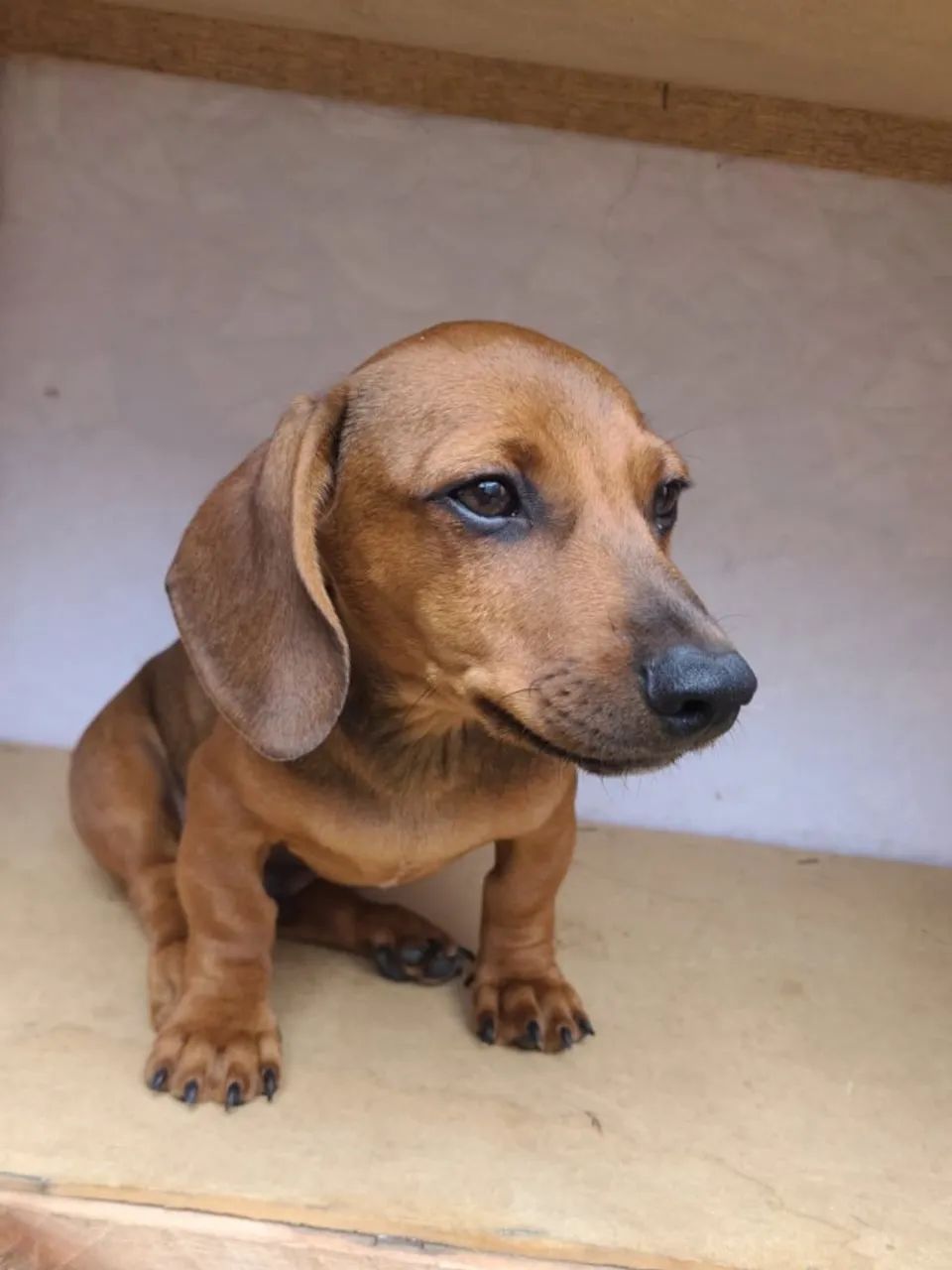 daschund mini pequenois e saudaveis 
