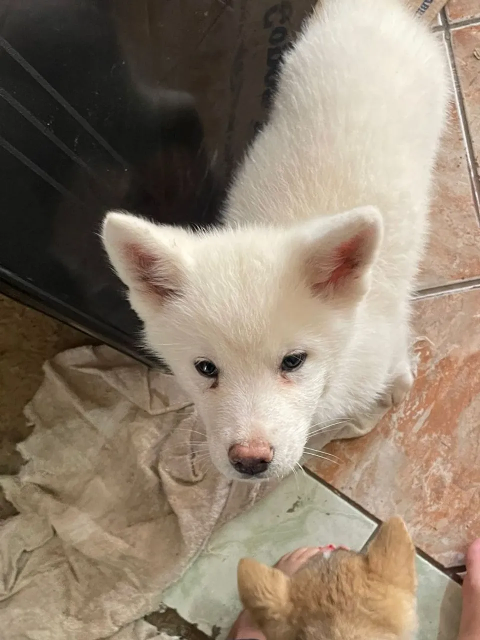 Filhote de akita disponível
