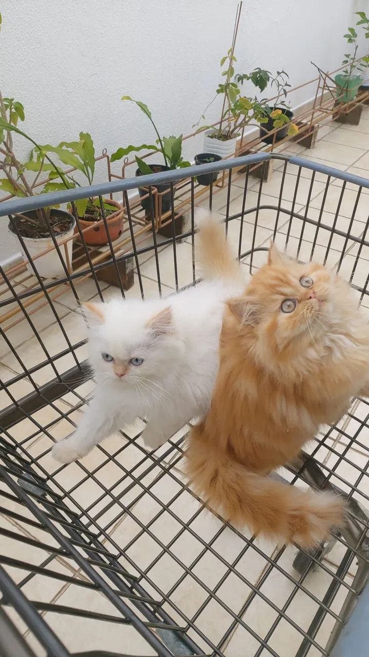 Persa ideais para a sua família - Foto 2